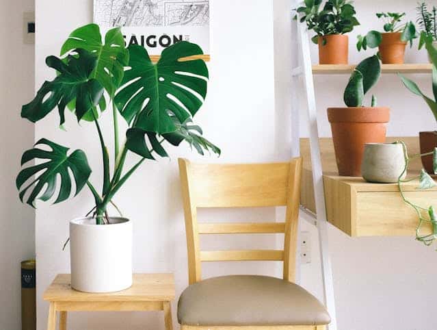 ¿Cómo decorar con plantas todo tipo de espacios en el hogar?