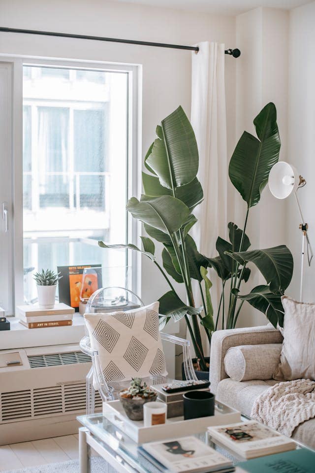 decoracion de plantas grandes