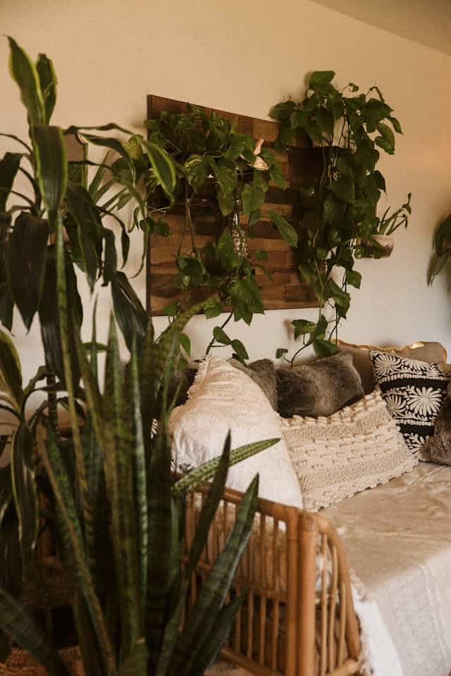 plantas de interior